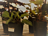 24785280_951299928366839_4511181670636017431_o_951299928366839