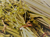 24837557_951300338366798_7166457521203079898_o_951300338366798