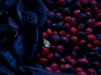 5Âª Feira Estadual da Reforma AgrÃ¡ria CÃ­cero Guedes. Largo da Carioca, Centro, RJ, 25/07/2014